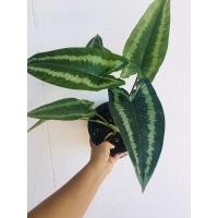 ราคา กวักพระพรหมว่านกวักพระพรหม (4592329845)