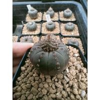 ราคา เมล็ด Frailea castanea niten 25 เมล็ด (11105972243)