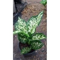 ราคา ต้นอัญมณีขาวเพชรน้ำหนึ่ง#ไม้มงคลกระถาง 5 นิ้ว (13706898107)