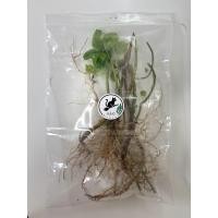 ราคา ต้นตำแยแมว ประโยชน์ของตำแยแมว ใบสดใช้ปรุงเป็นอาหารได้ เช่น แกงเลียง[3] ทั้งต้นใช้เป็นยาถอนพิษของโรคแมว (41006711017)