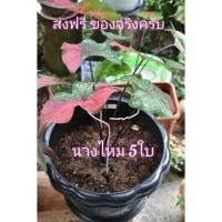 ราคา บอนสีนางไหม/นางไหม/บอนสี☘️ยกกระถาง5ใบครับสวยมากๆถูกๆ (13927815703)