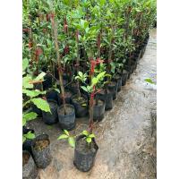 ราคา ต้นส้มโชกุนหรือส้มสายน้ำผึ้ง (44260747040)