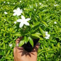 ราคา ต้นพุดศุภโชค ต้นพุดแคระ ถุงดำ3” (10702755293)