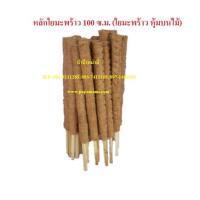 ราคา (10อัน) เสาใยมะพร้าว ยาว 100ซม. หลักไม้เลื้อยใยมะพร้าว เสาไม้เลื้อย เสาต้นไม้ หลักมะพร้าว หลักใยมะพร้าว หลักไม้เลื้อยมะพ (12473799198)