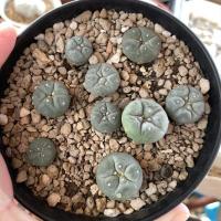 ราคา กระบองเพชร โลโฟเพาะเมล็ด (9164072031)