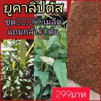 ราคา เมล็ดยูคาลิปตัส สายพันธ์ุทนแล้ง น้ำหนักดี เพาะง่าย ชุดราคา 20000 เมล็ด แถมต้นกล้า 30 ต้นราคา 299 บาท (45154714926)
