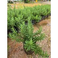 ราคา ต้นโรสแมรี่ Rosemary เป็นสมุนไพร (29293484820)