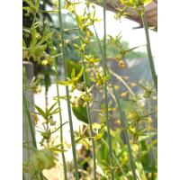 ราคา ว่านช้างผสมโขลง พญาเทครัว เป็นว่านทางเสน่ห์มหานิยมสายมูควรมี (12047936649)