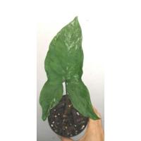 ราคา Syngonium ต้นเงินไหลมาด่างขาว (8276780470)