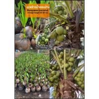 ราคา ต้นมะพร้าวน้ำหอมต้นเตี้ยบ้านแพ้ว มะพร้าวน้ำหอม ต้นเตี้ย บ้านแพ้ว Banphaeo Aromatic Coconut Banphaeo Dwarf Aromatic Cocon (43308320269)