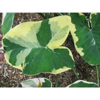 ราคา ต้นถุงเงินถุงทอง☘️ต้นไม้ช่วยเก็บกักเงินทอง (18329481493)