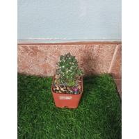 ราคา แคคตัส Cactus แมมหนามแดง (43218092635)