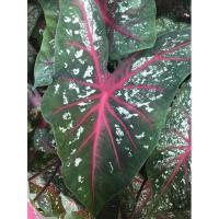 ราคา บอนสี เจ้ากรุงไกรเซอร์ ราชินีใบไม้ พร้อมปลูก (10221917943)