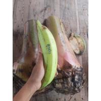 ราคา หน่อกล้วยงาช้าง 1หน่อ ไม่แท้ยินดีคืนเงิน (20700511567)