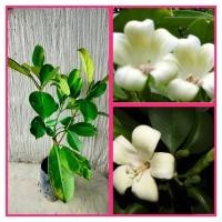 ราคา ต้นแก้วมุกดา#ถุงดำพร้อมปลูก6นิ้ว (22448554805)