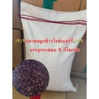 ราคา ปลายจมูกข้าวไรซ์เบอร์รี่บรรจุ 1 กระสอบ กระสอบล่ะ 5 กิโลกรัม (40112179314)