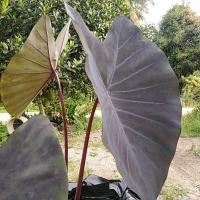 ราคา 1แถม1ต้นบอนดำ​ /บอนสีอิเหนาราชินีใบไม้/บอนดำแบล็คเมจิก​ อิเหนา15บาท (9865599738)