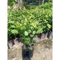 ราคา ต้นแคนา ( ต้นแคป่า) สูง 25-35 ซม. (3343109144)