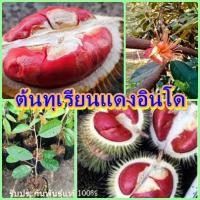 ราคา ต้นทุเรียนแดงอินโด หรือทุเรียนเนื้อสีแดง ต้นพันธุ์ทาบกิ่งแข็งแรงสูง 70-80 ซม.รับประกันพันธุ์แท้ 100% (9635259499)