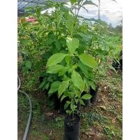 ราคา ต้นอังกาบหนู สมุนไพรไทยสูง40-70 cm (9290039643)