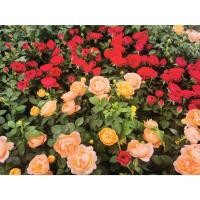 ราคา กุหลาบหนูแคระ ฮอนแลนด์ ต้นส่งมีดอกตามรูป ดอกซ้อนสวยงาม (21893698083)