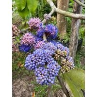 ราคา ต้นพลองน้ำเงิน ไม้ขุดล้อม ⬆️ ความสูง 3 เมตร ไม้ดอกหายาก (25469526562)