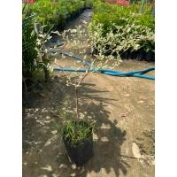 ราคา ต้นแผ่บารมีด่าง หูกระจงแผ่บารมีสีขาวสวยงาม พร้อมจัดส่ง (9215390949)