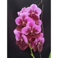 ราคา กล้วยไม้แวนด้า Sanderiana J. ดอกสีทูโทน ไม้ใหม่ไม่ติดดอก พร้อมส่ง (11824501276)