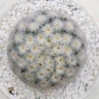 ราคา Cake Cactus Farm กระบองเพชร Mammillaria plumosa แมมขนนกขาว ดอกชมพู ขนร่ม ญี่ปุ่น (2368849633)