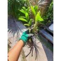 ราคา กวักมรกต ต้นไม้มงคล ไม้ฟอกอากาศ (19072643471)