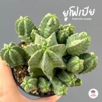 ราคา ยูโฟเบีย Euphorbia anoplia แคคตัส กระบองเพชร cactus&succulent (28603355196)