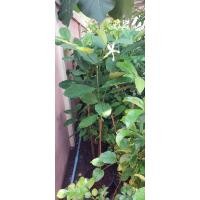 ราคา พุดเศรษฐีสยาม ไม้ดอกหอม สูง80ซม.ถึง1เมตร ขนาดกระถาง11นิ้ว **จัดส่งโดยการถอดกระถางห่อตุ้ม (26828533605)