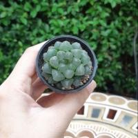 ราคา .. หยดน้ำ ฮาโวเทีย. (6636988820)