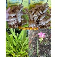 ราคา รวม ว่านพะตะบะ ว่านไพลดำ ว่านไพลม่วง ว่านงูเห่า ว่านนะหน้าทอง ว่านดักแด้ ว่านปลาไหลม่วง ว่านดอกทองดินสอฤาษี ว่านเพชรกลับ (24653461701)