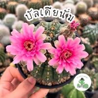 ราคา A Little cactus| บัลเดียนั่ม (17702975176)