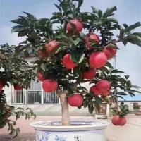 ราคา เมล็ดพันธุ์ แอปเปิ้ล บรรจุ 20เมล็ด ปลูกง่าย อัตราการงอกสูง apple seeds for planting เมล็ดผลไม้ (27343019936)