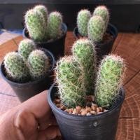 ราคา กระบองเพชร แคคตัส (Cactus) แมมนิ้วทอง (Lobivia Silvestrii Rowley) (7100073625)