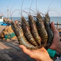 ราคา กุ้งกุลาดำ ไซส์10-15ตัวโล ขายแพ็คละ 1กิโลกรัม กุ้งสดๆเนื้อแน่น (49053232903)