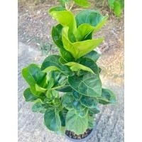 ราคา ไทรใบสักแคระ ต้นไม้ฟอกอากาศ ไม้ประดับ ต้นไทรใบสัก (4638842329)