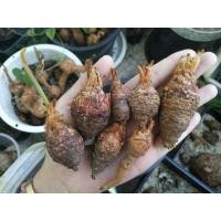 ราคา ปรงป่า Cycas​ (ชุด7หัว)​ (12327427860)