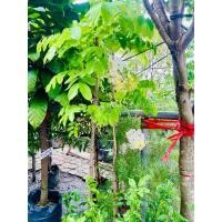 ราคา ต้นคูณขาว(ราชพฤกษ์ดอกขาว) (26990851324)