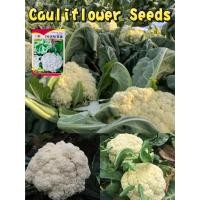 ราคา 200เมล็ด/ซอง เมล็ดพันธุ์ กะหล่ำดอก กะหล่ำดอก ดอก งอกง่าย โตไว Cauliflower Seeds for planting (52400260051)