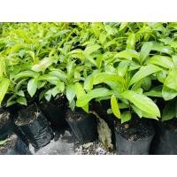 ราคา ต้นอินจัน........... (5448283278)