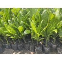 ราคา ต้นหมากเตี้ยสุรินทร์เพาะเมล็ด หมากลูกดก (20557073014)