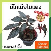 ราคา บีโกเนีย บีโกเนียใบแดง ในกระถาง 5 นิ้ว ต้นไม้มงคล ต้นไม้ในร่ม ต้นไม้ในบ้าน ต้นไม้ประดับบ้านและคอนโด (11287358908)
