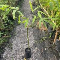 ราคา ไผ่ ต้นไผ่ พันธุ์ ไผ่กิมซุง ไผ่ตงลืมแล้ง (รับประกัน ส่งใหม่ฟรี หากสินค้าเเสียหาย!!) (43313136569)