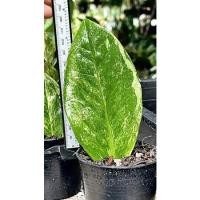 ราคา กวักมรกตด่างชำใบลายสวยๆ (3083568149)