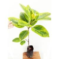 ราคา ต้นยางอินเดียด่างเหลืองเขียว(กร่างด่าง)​แบบชำกิ่งสูง50-60cm (5577384054)