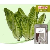 ราคา คละ สวนครัว ปลูก เมล็ดพันธุ์มินิกรีนคอส (Mini Green Cos) เมล็ดพันธุ์สลัดเบบี้คอส สลัดมินิกรีนคอส เมล็ดมินิกรีนคอส 8GRW (19044933842)