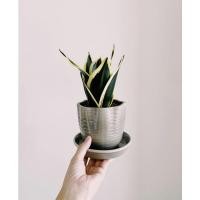 ราคา ต้นลิ้นมังกร ในกระถางเนื้อดีหลากหลายแบบ (9055771343)